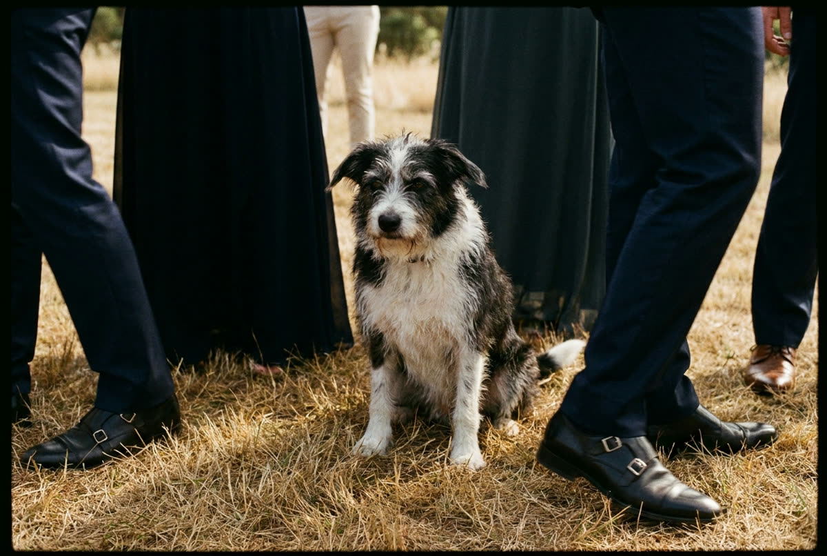 A farm dog sitting among the shoes and legs of wedding guests on dry grass.